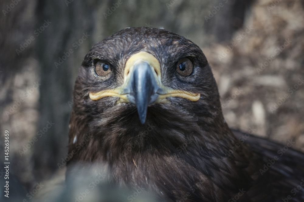 Obraz premium Eagle portrait