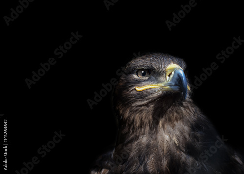 Canvas Print Eagle on black