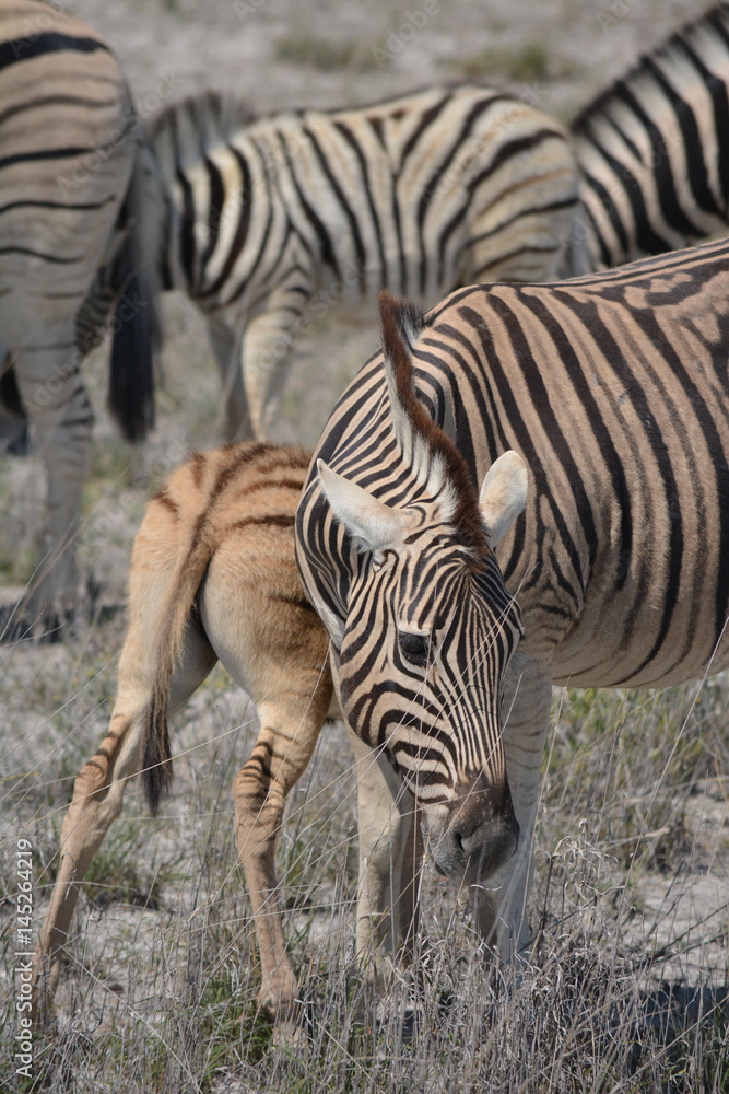 Fototapeta premium Monochrome Wildnis: Zebras im Etosha-Nationalpark