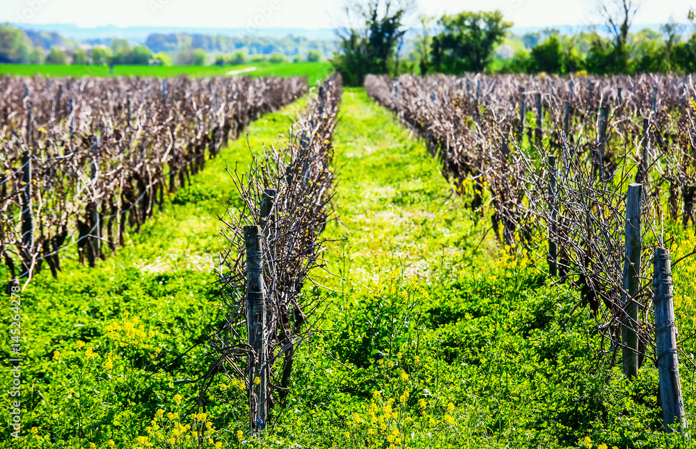Obraz premium beautiful rows of grapes before harvesting in a french vineyard