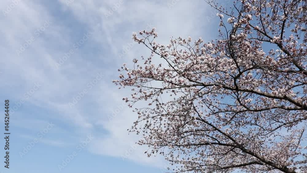 桜 春 青空