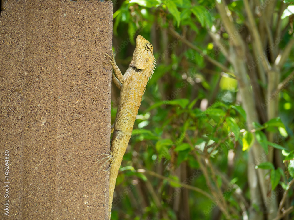 Golden Lizard in the garden show-off for take a photo