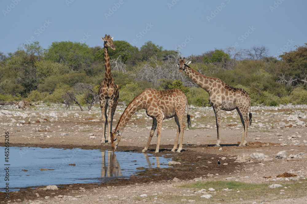 Obraz premium Giraffen am Wasserloch