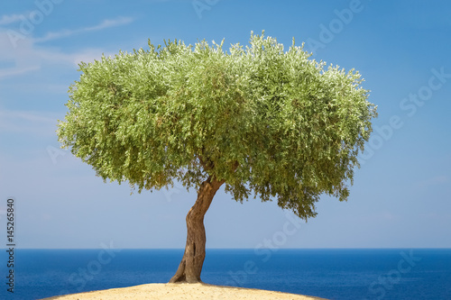 Olive tree against blue ocean and sky background 