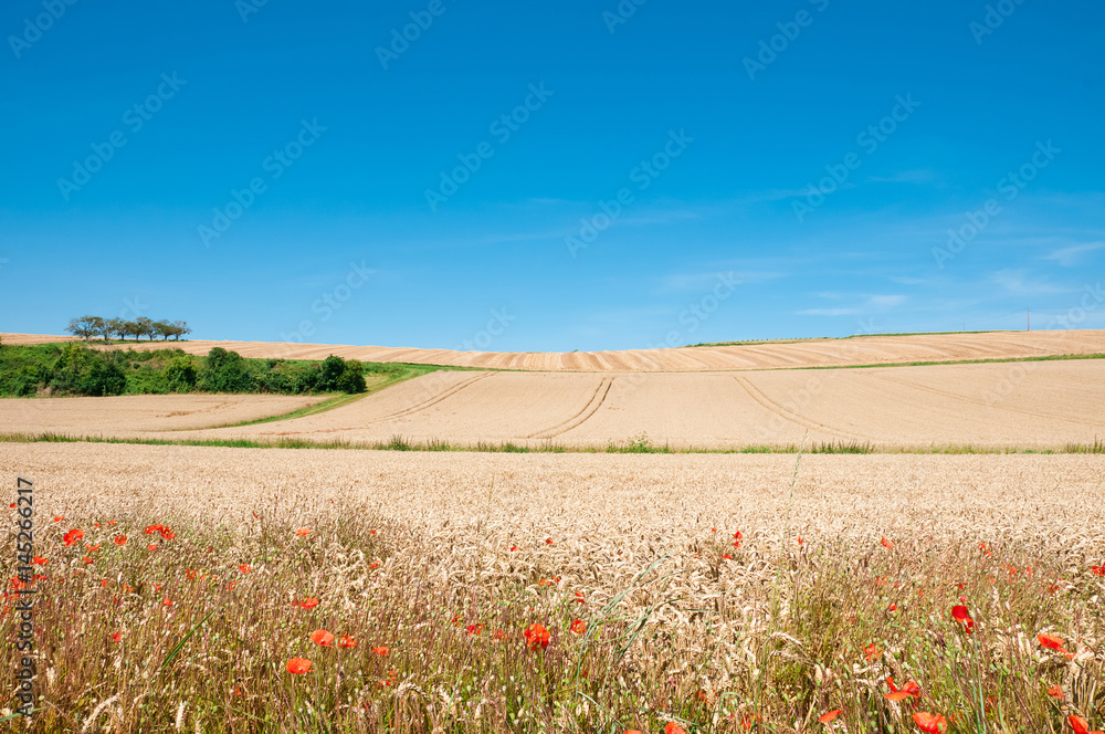 Summer landscape. Yellow wheat field with poppies and blue sky