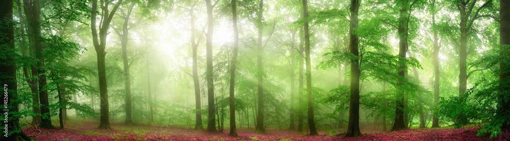 Fototapeta premium Panorama zielonego lasu z miękkimi promieniami światła padającymi przez mgłę i schlebiającym świeżym liściom