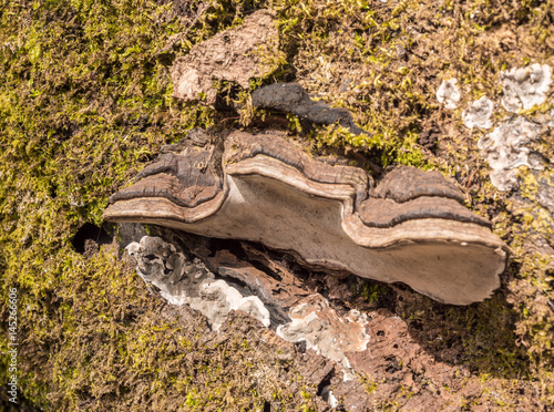 Bracket fungus on dead tree at Hardcastle Crags, Hebden Bridge, Yorkshire, UK photo