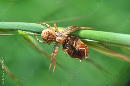 Spider eating prey on grass. Spider eat a small insect 