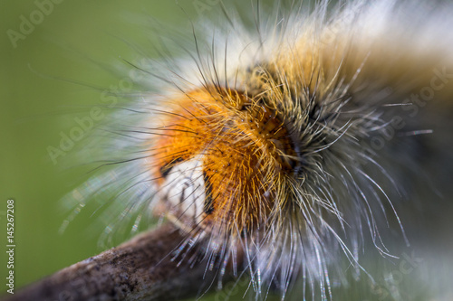 Quadro su tela A caterpillar of moth