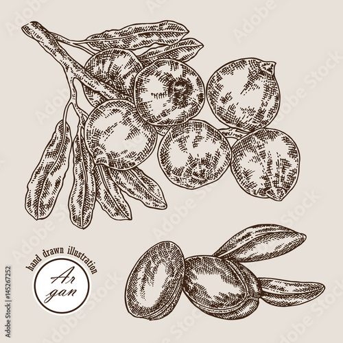 Hand drawn argan branch with fruits. Vector illustration engraved style