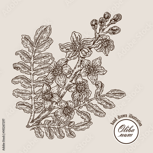 Hand drawn olibanum tree branch with flowers. Boswellia sacra vector illustration engraved style