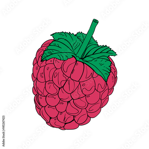 Color vector illustration. Raspberries icon
