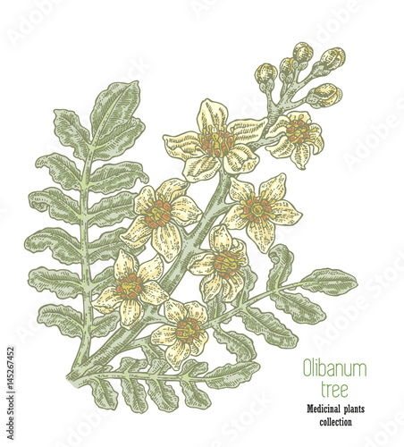 Hand drawn olibanum tree branch with flowers. Boswellia sacra vector illustration.