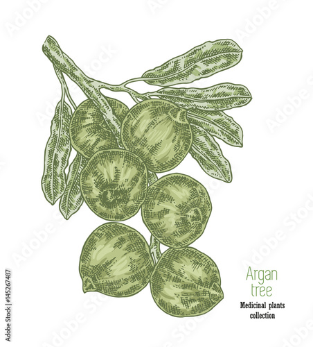 Hand drawn argan branch with fruits. Vector illustration vintage