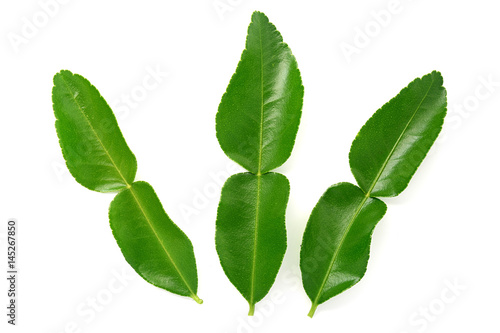 kaffir lime leaves isolated on white background
