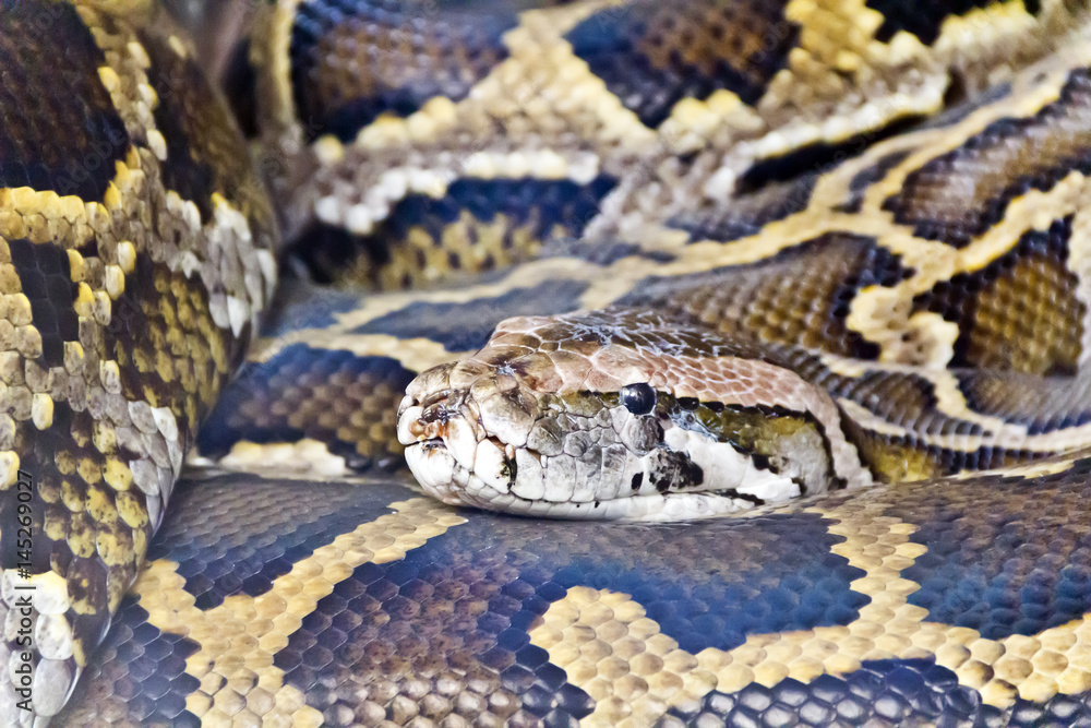 Fototapeta premium Photo of python head close up