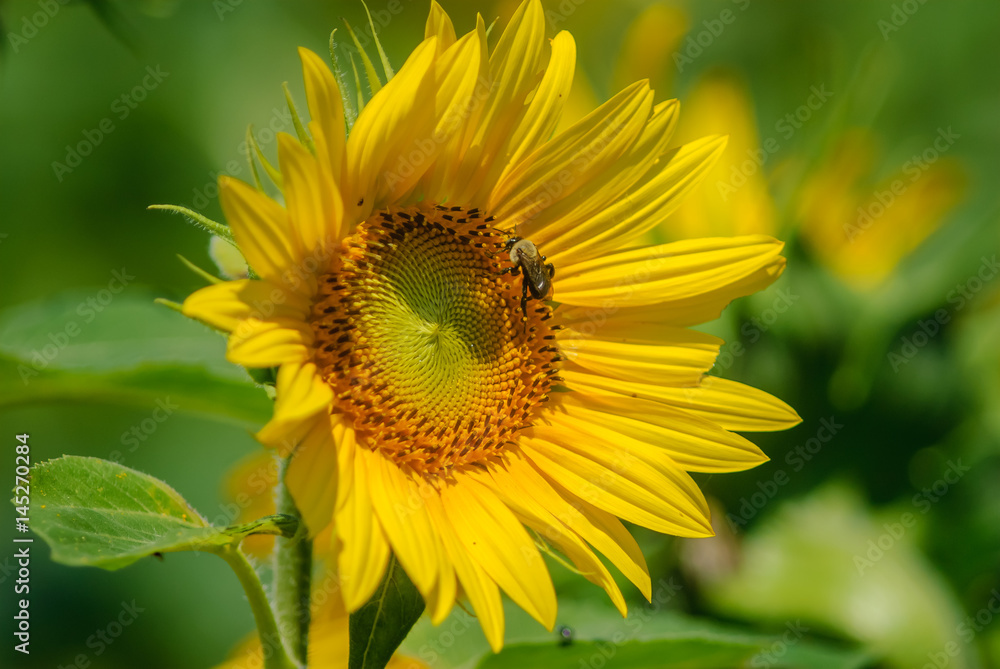A field of sunflowers in rural Virginia. A field of sunflowers in rural Virginia.