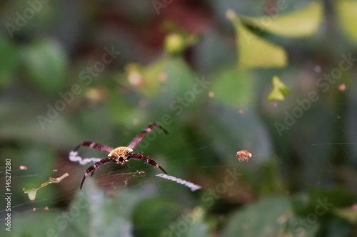 Macro of cross spider (Araneus diadematus) hanging in a beautiful web at garden © Haryanto