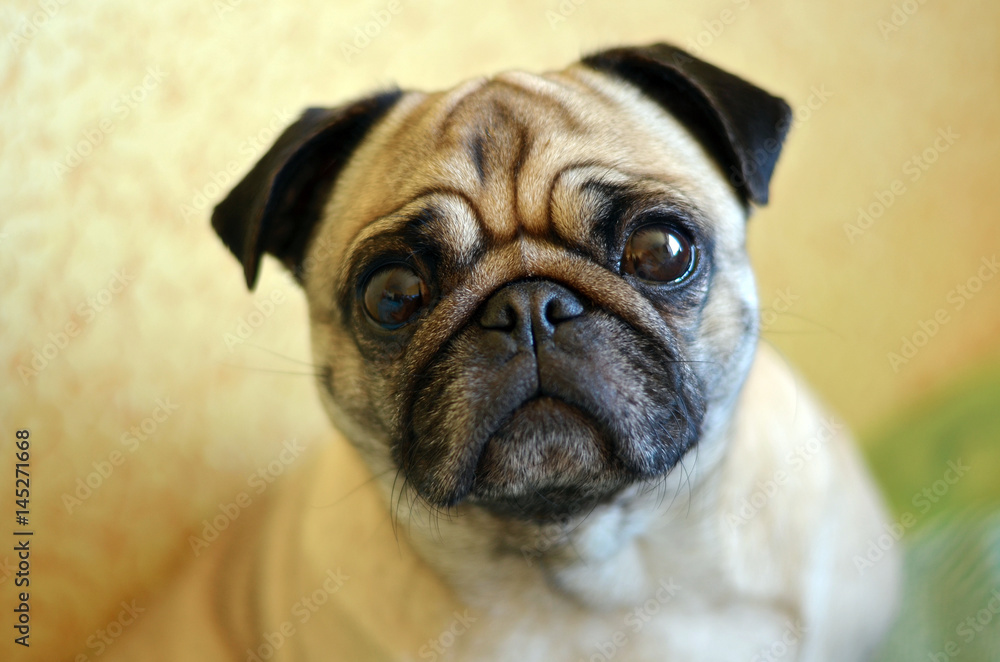 Portrait of female pug looking at camera close-up