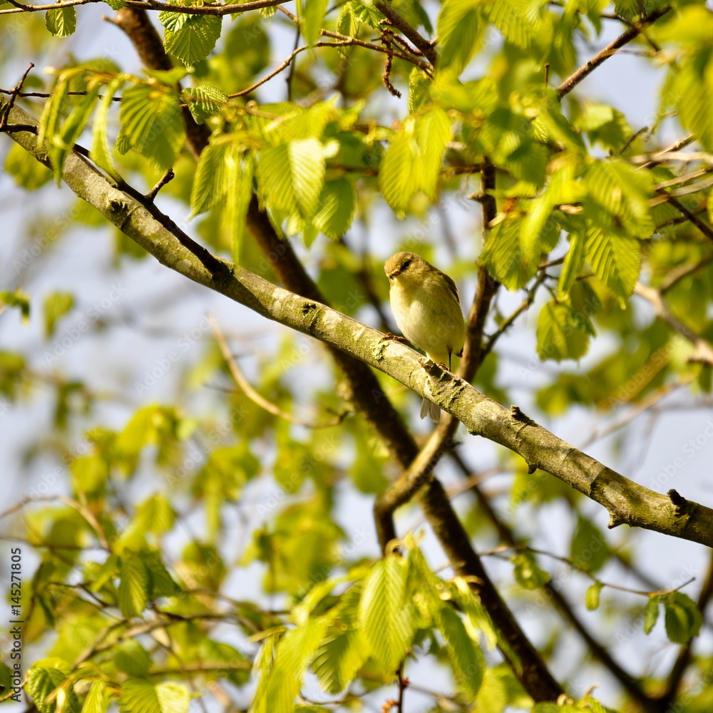Obraz premium Pouillot véloce , oiseau jardin
