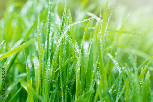 Green grass with dew drops in early morning. Sun rays on the background.