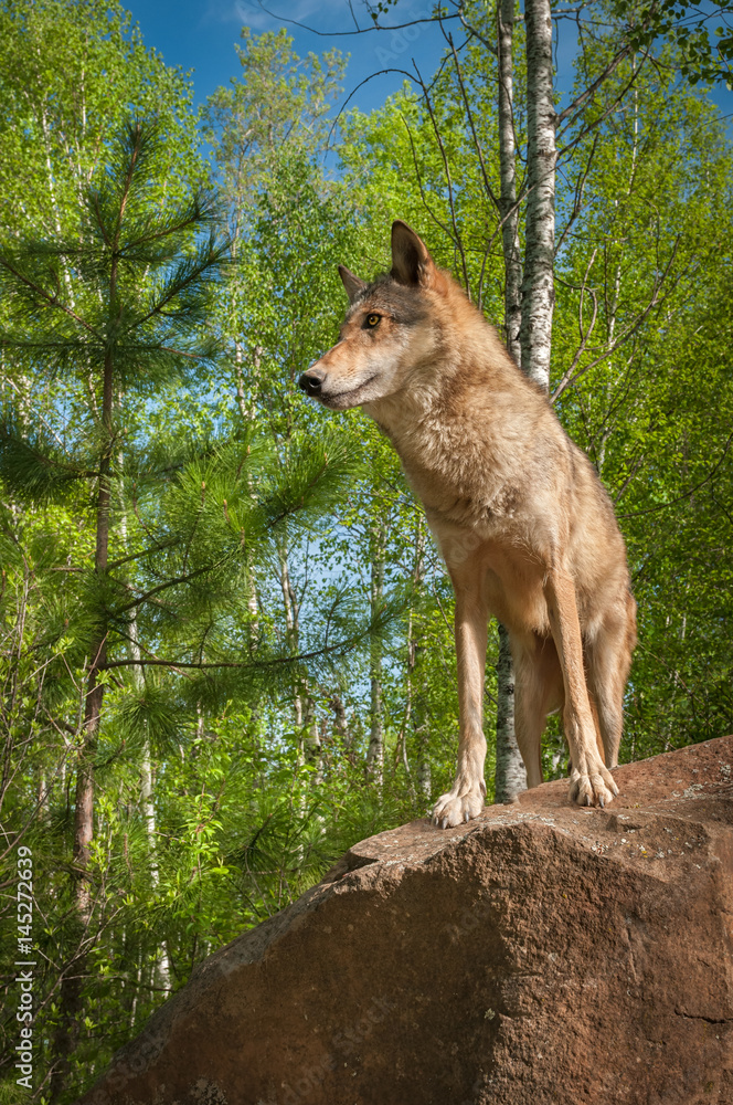 Fototapeta premium Grey Wolf (Canis lupus) Stands Looking Left Atop Rock