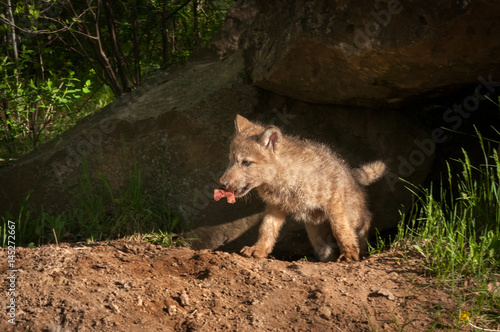 Grey Wolf (Canis lupus) Pup Emerges From Den With Meat