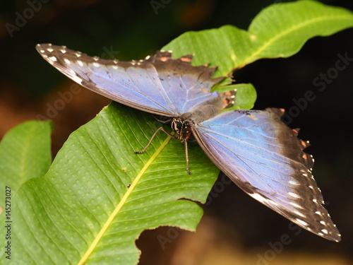 Tropical colorful butterfly. Nice macro insect.  photo