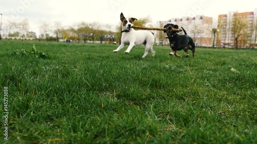Dogs play with stick