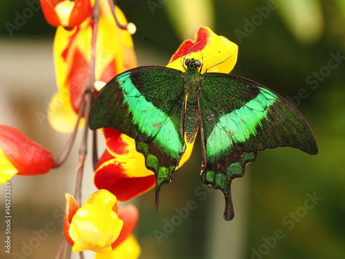 Tropical colorful butterfly. Nice macro insect.  photo