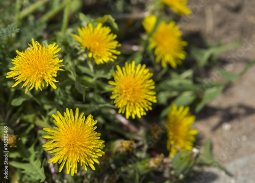 Dandelion cluster