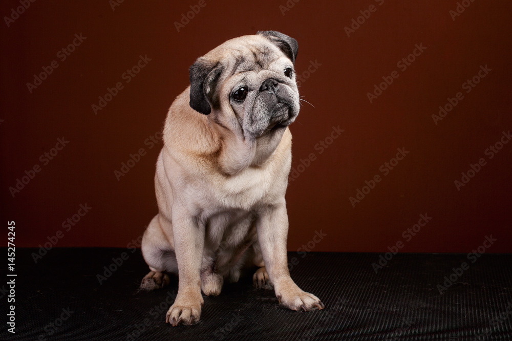 Dog Pug Dog Pug
