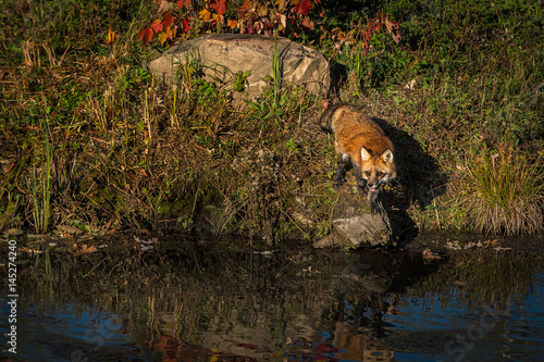 Red Fox (Vulpes vulpes) Looks Left From Rock