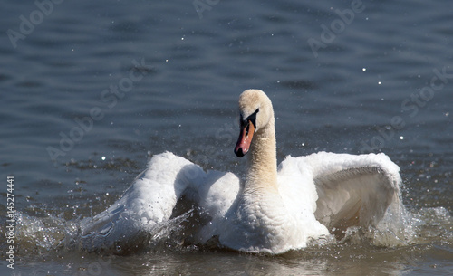 Angry wild swan splashing   mute swan spreads its wings on Danube river in Zemun  Belgrade  Serbia