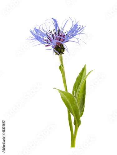 Mountain cornflower. Centaurea montana.
Mountain cornflower isolated on a white background.