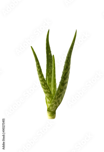 Aloe Vera.  Aloe Vera leaves isolated on a white background