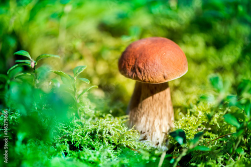 Picking mushrooms and cranberries in forest in early autumn. Last sunny summer days. Mushrooms and berries are growing in warm green, thick, wet moss layer. Perfect weather for outdoor activities.

