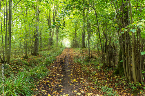 Day view of the footpath in english forest park