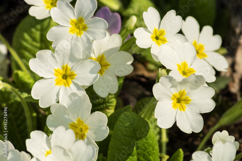 The flowers of primroses under the bright rays