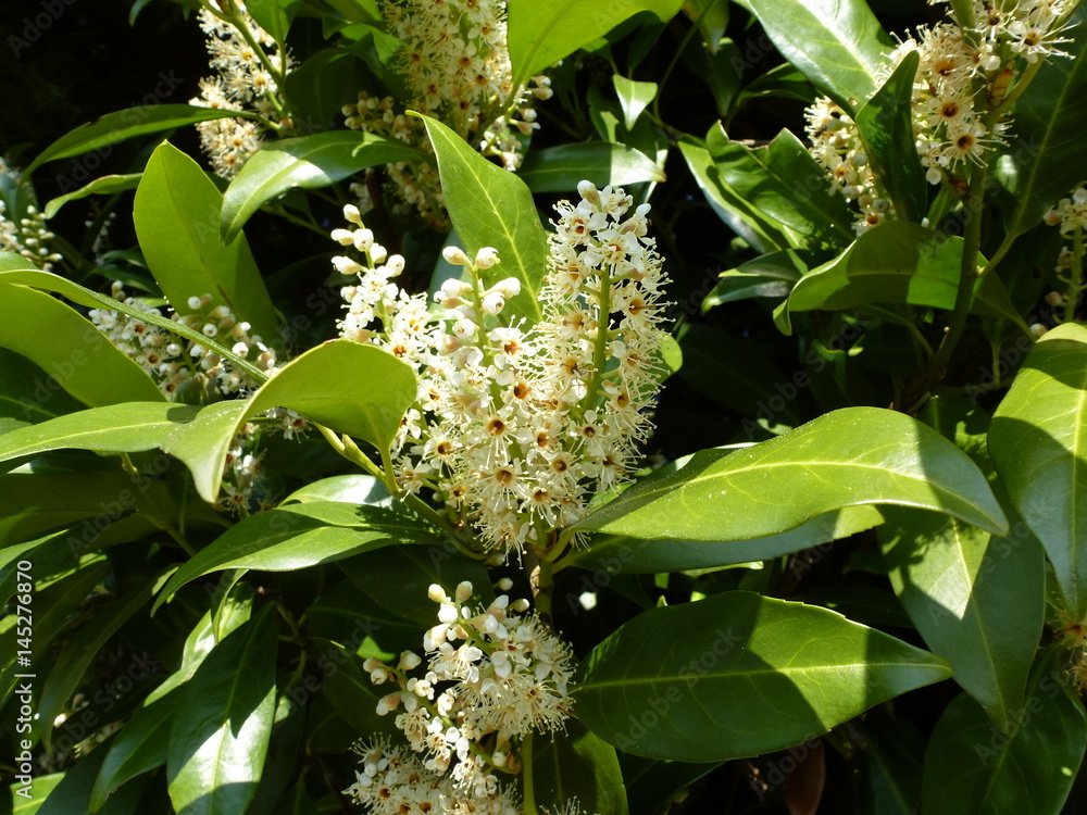 Kirschlorbeer Blüte Kirschlorbeer Blüte