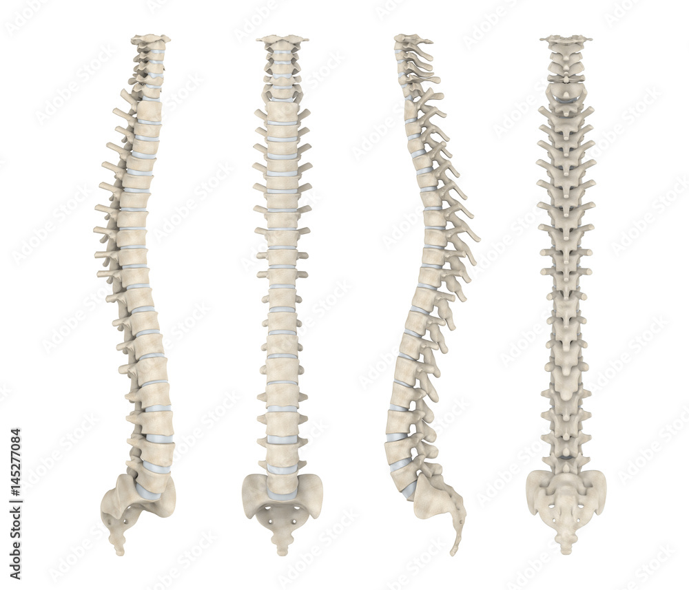 Human Spine Anatomy Isolated Stock Illustration Biology Diagrams