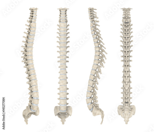 Canvas Print Human Spine Anatomy Isolated