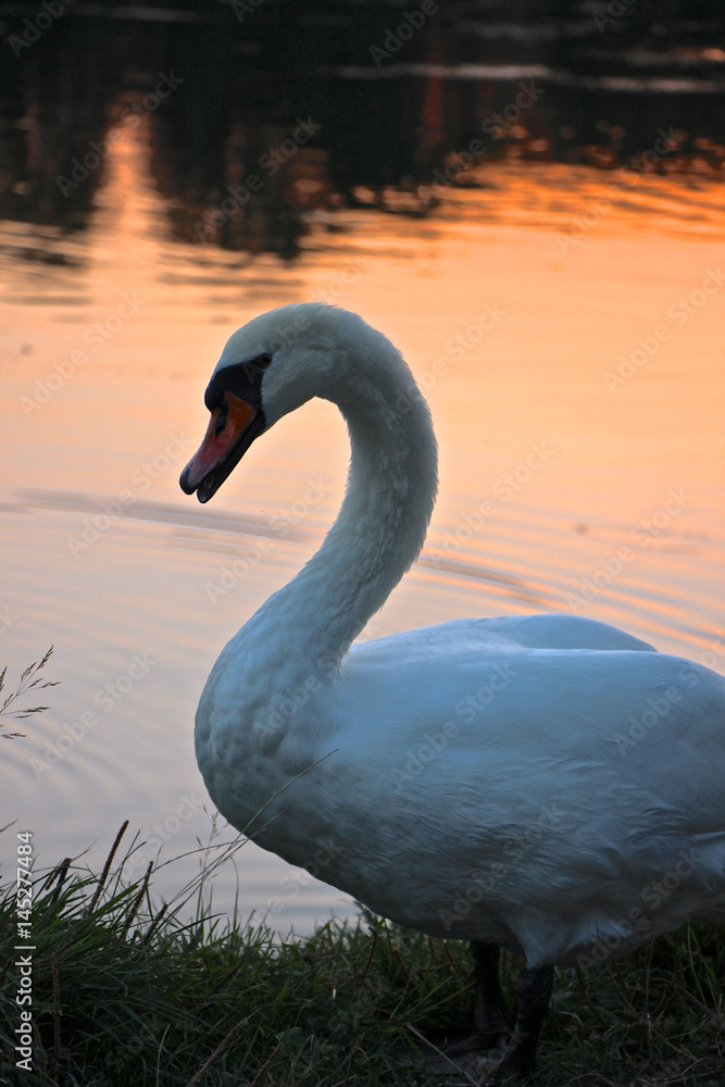 Fototapeta premium Schwan im Sonnenuntergang frisst und putzt sich 