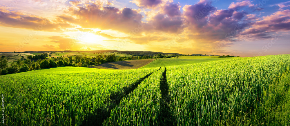 Vast green field at gorgeous sunset, a colorful panoramic landscape - obrazy, fototapety, plakaty 