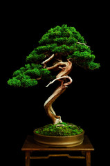 Acrylglasbilder Bonsai Traditioneller japanischer Bonsai vor Schwarz  © Alessandro Cristiano