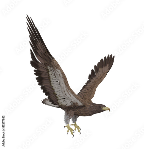 Hawk flying isolated on white background  3D rendering