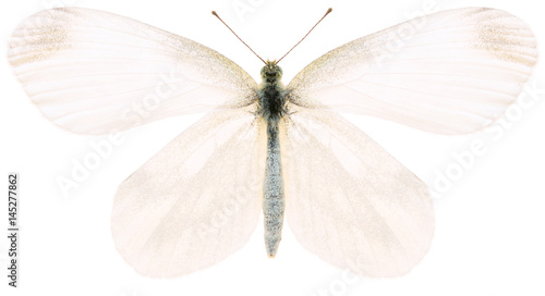 The green-veined white Pieris napi beautiful butterfly isolated on white background, dorsal view of butterfly.