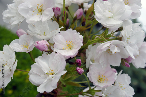 Apple tree blossom. Spring bloom. Branch with pink and white flowers. Green leaves as a background. April in garden. 