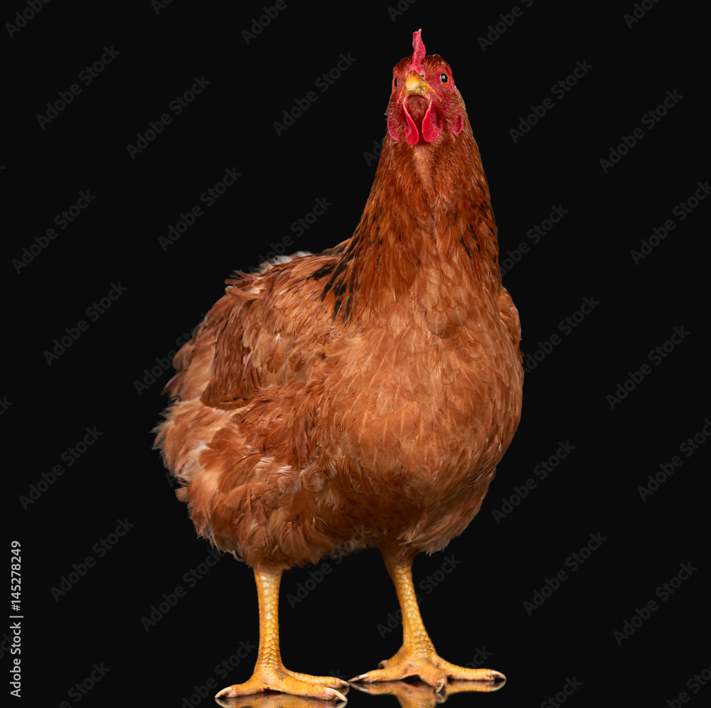 Fototapeta premium Chicken on black background, one closeup animal