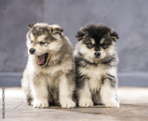 Wonderful puppies of the Alaskan Malamute